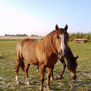 Anden særlig race Søvangs Lucas *SOLGT*