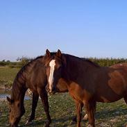 Anden særlig race Søvangs Lucas *SOLGT*