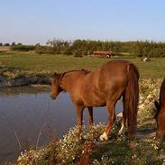 Anden særlig race Søvangs Lucas *SOLGT*
