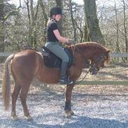 Anden særlig race Chrisan