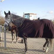 Arabisk fuldblod (OX) Aratilla