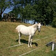 Shagya Araber (SH) Bab el Sama, Whin. (død)