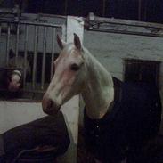 Shagya Araber (SH) Bab el Sama, Whin. (død)