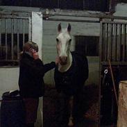 Shagya Araber (SH) Bab el Sama, Whin. (død)