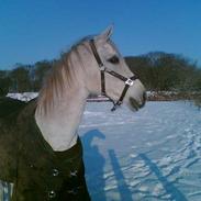 Shagya Araber (SH) Bab el Sama, Whin. (død)