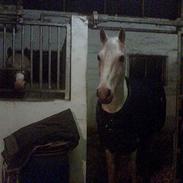 Shagya Araber (SH) Bab el Sama, Whin. (død)