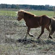 Islænder Stella frá Úlfljótsvatni