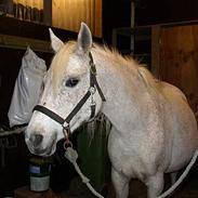 Arabisk fuldblod (OX) Zijaka