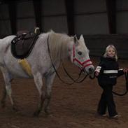 Arabisk fuldblod (OX) Zijaka