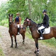 Hollandsk Sportspony Junior v. w.    SOLGT :'(