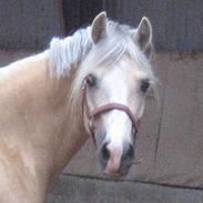 Welsh Cob (sec D) Ræveskiftets Nardi