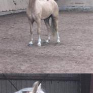 Welsh Cob (sec D) Ræveskiftets Nardi