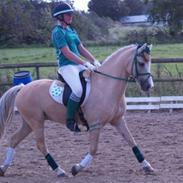 Welsh Cob (sec D) Ræveskiftets Nardi