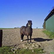 Shetlænder Lollipop