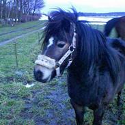 Shetlænder Lollipop