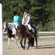 New Forest Miss Maren - SOLGT!