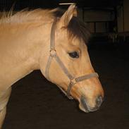 Anden særlig race Titan [gammel part]