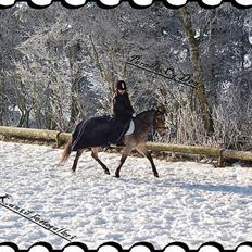 Welsh Pony af Cob-type (sec C) Rosengårdens Kasa solgt 