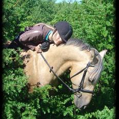 New Forest Balasjow - Solgt