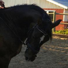 Welsh Cob (sec D) Tecno (solgt)