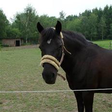 Anden særlig race Beauty 