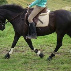 Anden særlig race Beauty 