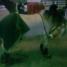 Anden særlig race  Pelle Joey