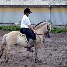 Anden særlig race  Pelle Joey