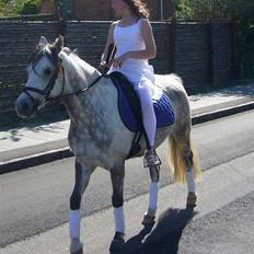 Welsh Pony (sec B) - Bjerregårds Santos 