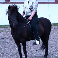 Islænder Bjalla Fra Slette Å solgt