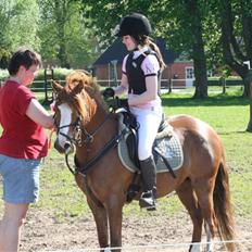 Anden særlig race Spirit 