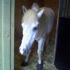 Connemara Galsgårds Blis