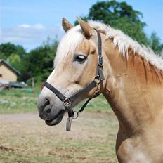 Haflinger Skyttegårdens Agra R.i.P 