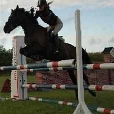 Welsh Cob (sec D) Amira