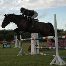 Welsh Cob (sec D) Amira