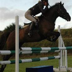 Welsh Cob (sec D) Amira