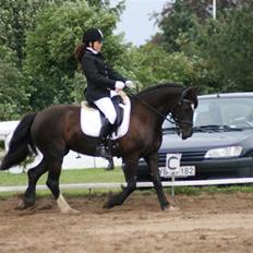 Welsh Partbred (Sec F) Sara (SOLGT)