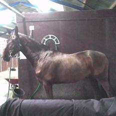 Dansk Varmblod Don Lunes