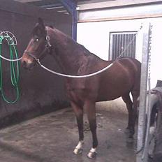 Dansk Varmblod Don Lunes