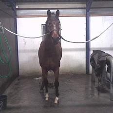 Dansk Varmblod Don Lunes