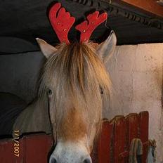 Fjordhest Santa <3 R.I.P 