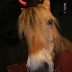 Fjordhest Santa <3 R.I.P 