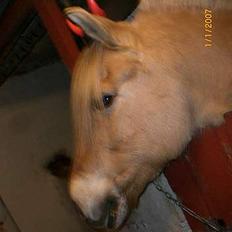 Fjordhest Santa <3 R.I.P 