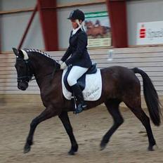 New Forest de wolferhoeves Ceriena