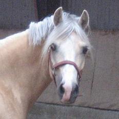 Welsh Cob (sec D) Ræveskiftets Nardi