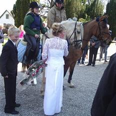 Welsh Cob (sec D) Ræveskiftets Nardi