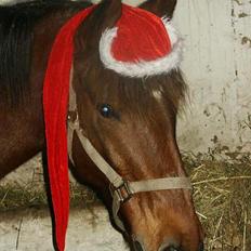 Anden særlig race Sonny