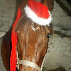 Anden særlig race Sonny