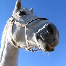 Anden særlig race Tiffany