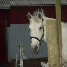 Anden særlig race Tiffany